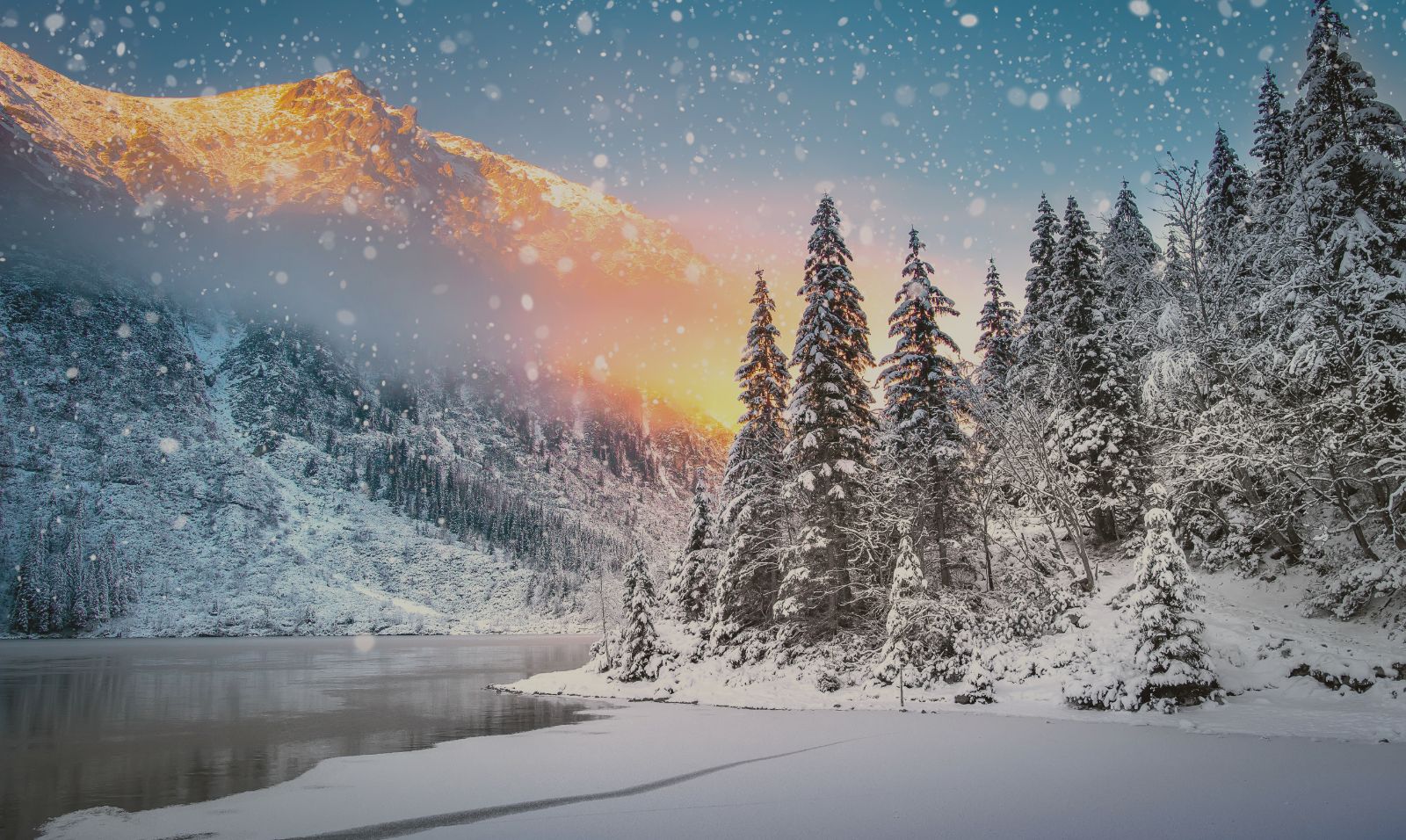 「聖誕森林 」精油組合 "Christmas Forest Blend" essential oil