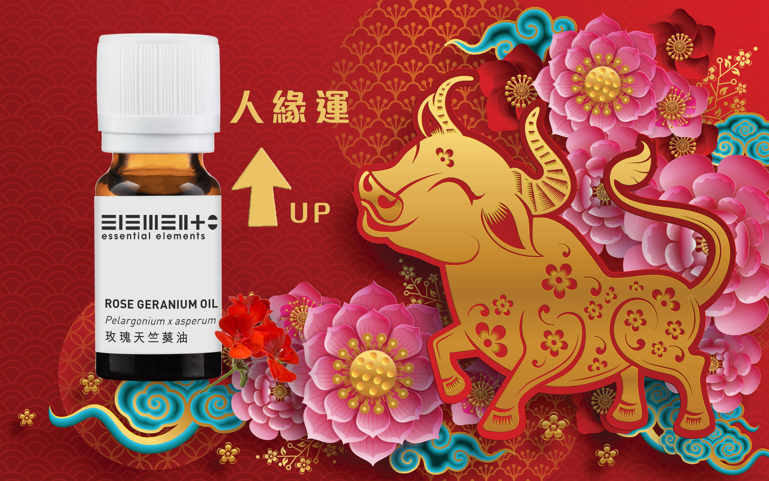 牛年提升人緣運精油之選 - 玫瑰天竺葵精油