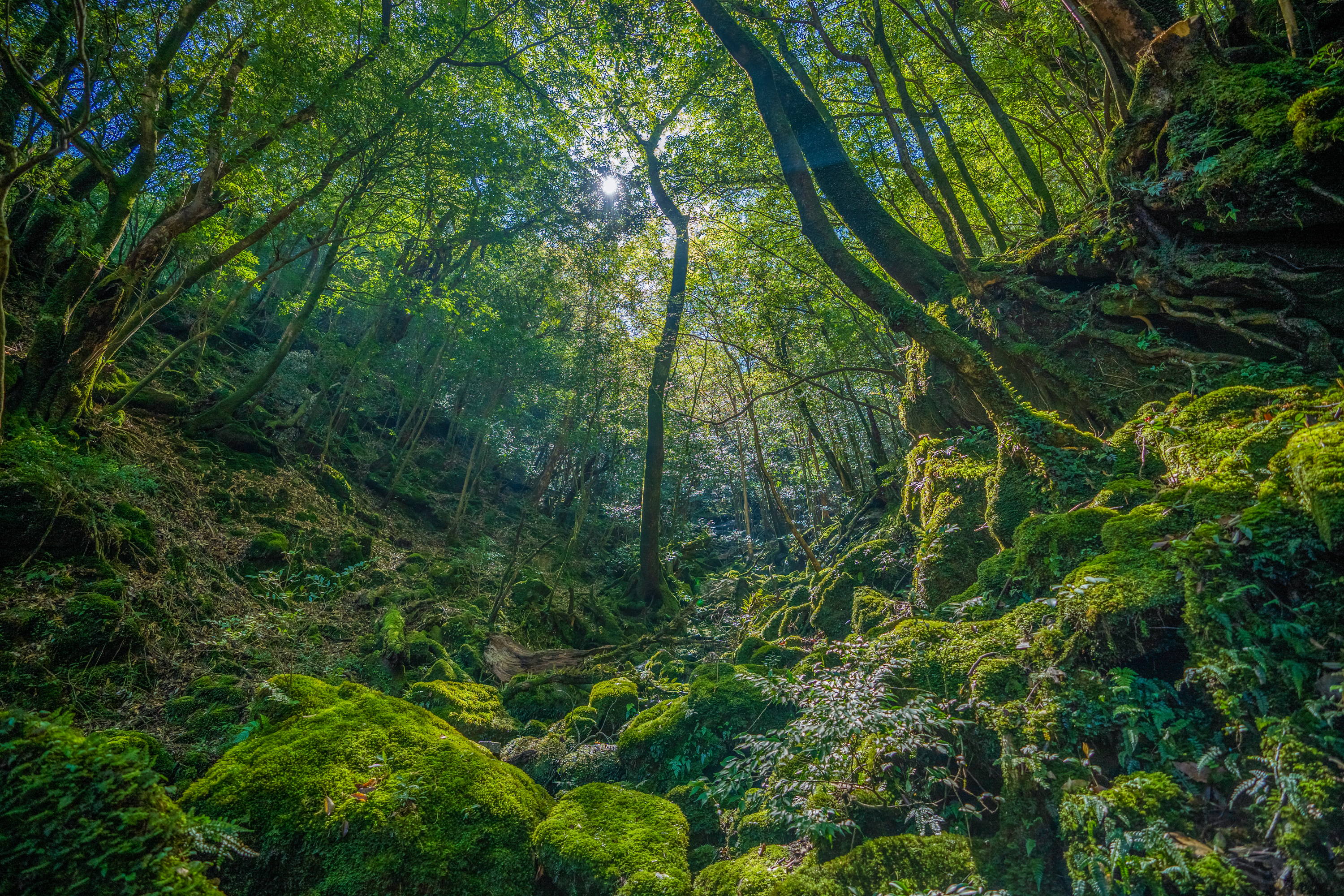 「冥想」 或 「放空 」用精油之選 The Choice of Essential Oils for "Meditation"
