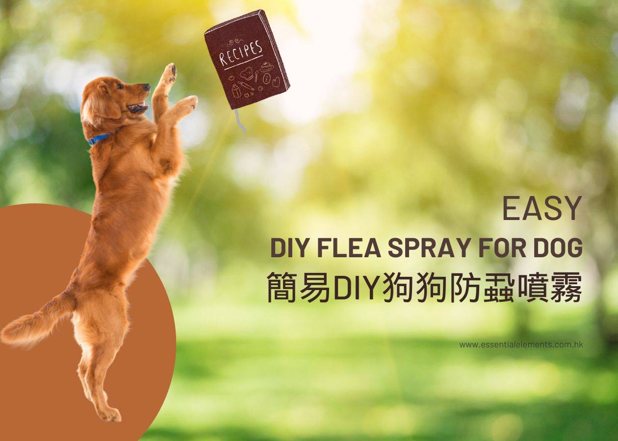 簡易DIY狗狗防蝨噴霧 Easy DIY Flea Spray for Dog