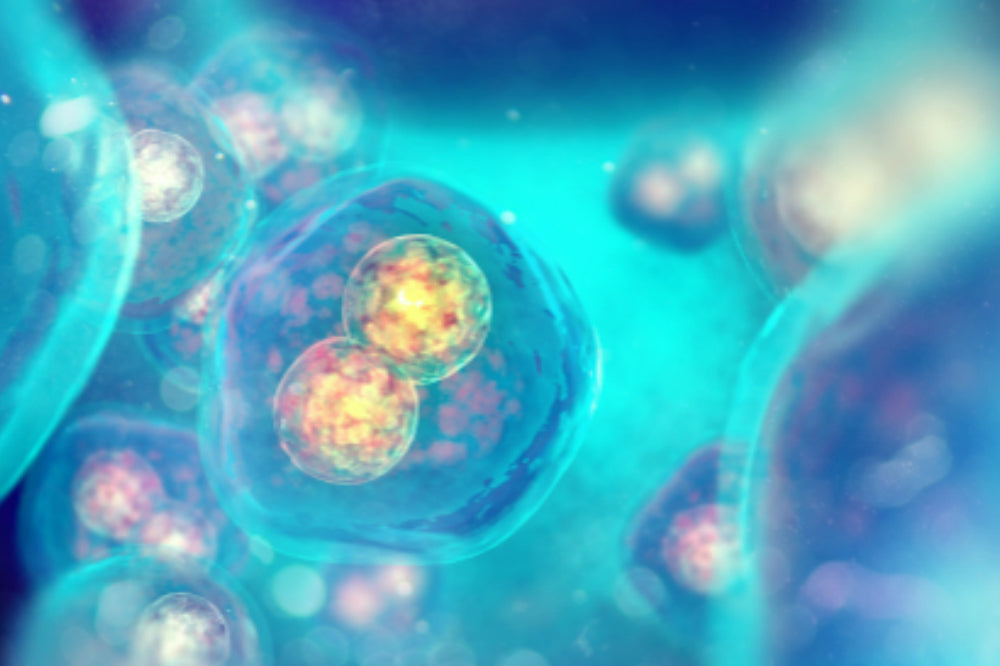 Enhance immunity/ antibacterial zone