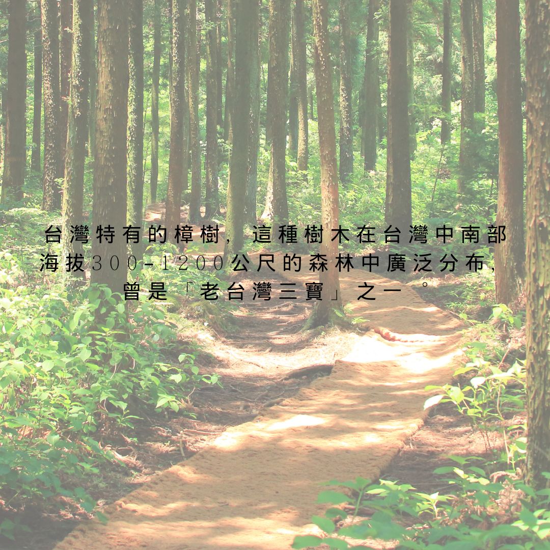 Taiwan Camphor Oil