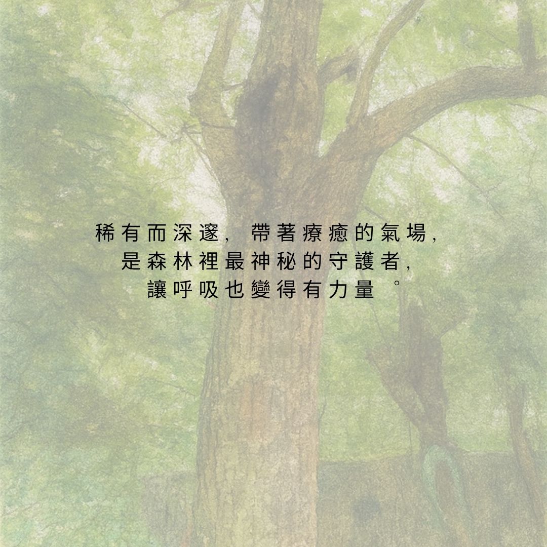 Taiwan Stout Camphor Oil