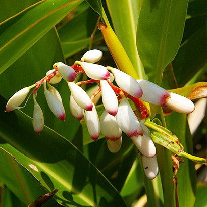 wacca 日本沖縄月桃 (薑) 精油