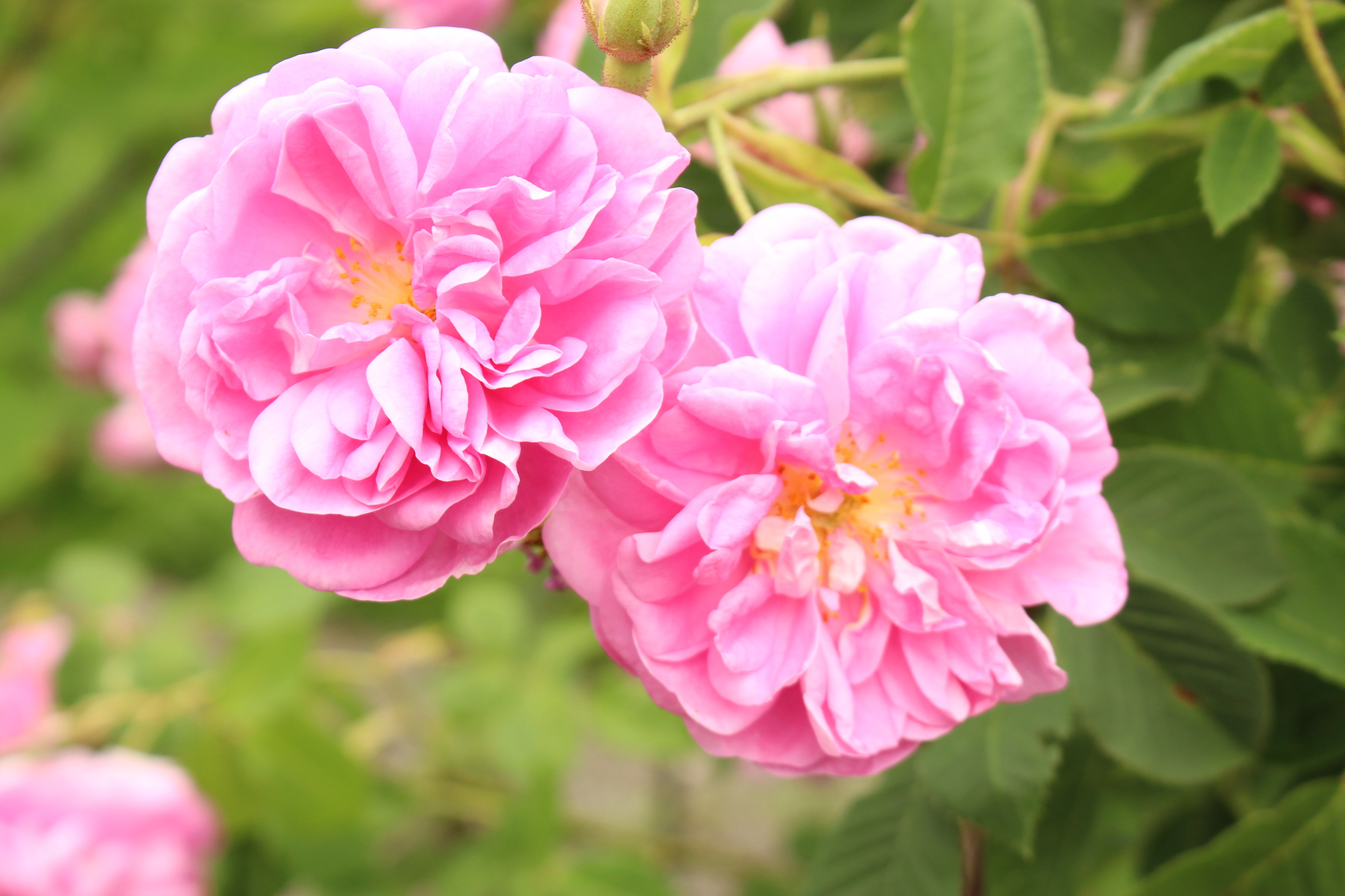 Pre Order - Bulgarian Rose Floral Water 1000ml x 6 bottles (Delivery on or before 15 Nov 2025)