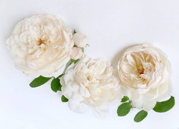 白玫瑰保濕抗氧面霜  White Rose Moisturizing Cream
