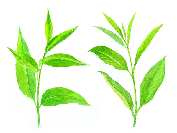 「天茶組合」75%酒精抗菌消毒噴霧 DIY  Tea Tree & Geranium  Aroma Spray
