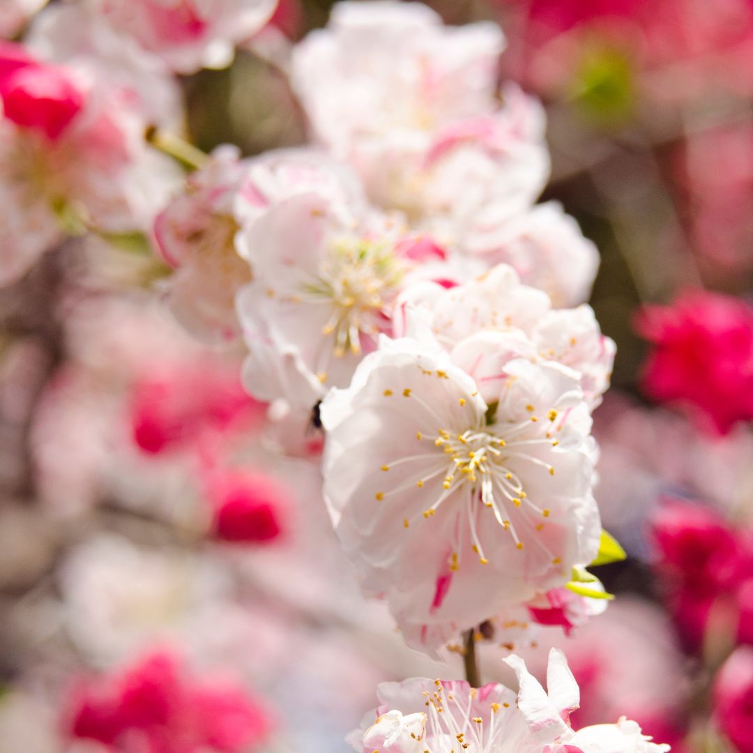 (13% off) CNY "Blossoming Fortune" Blend essential oil -Rose Geranium+  Ylang Ylang +Grapefruit