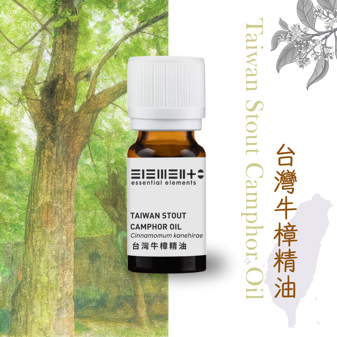 Taiwan Stout Camphor Oil