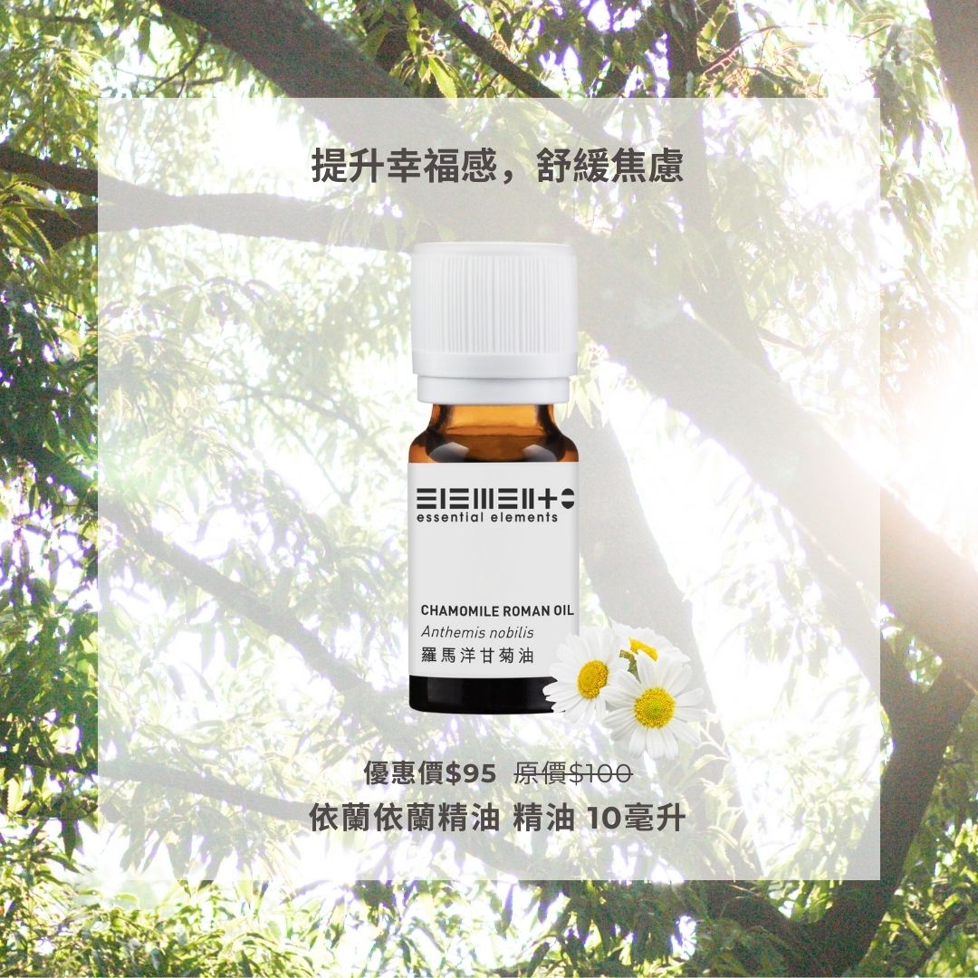 羅馬洋甘菊精油